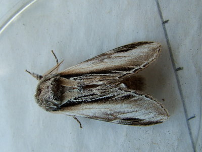Swallow Prominent